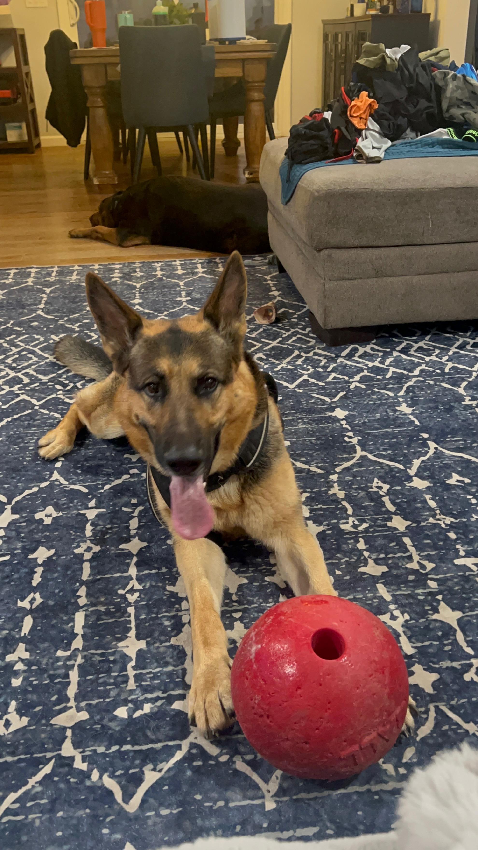 Enlarge Max, an adopted German Shepherd Dog in West hurley, NY image 1/4