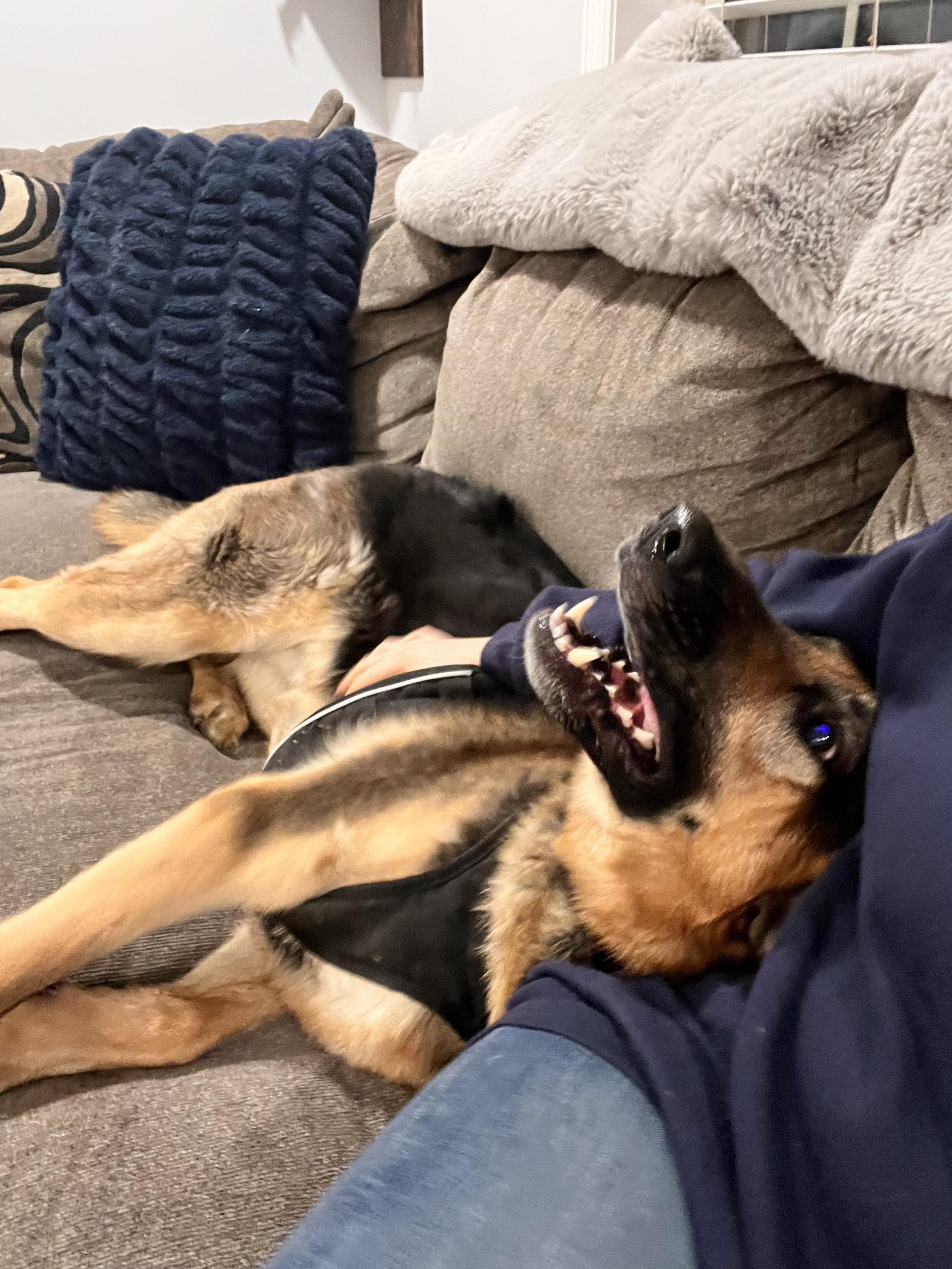 Enlarge Max, an adopted German Shepherd Dog in West hurley, NY image 2/4