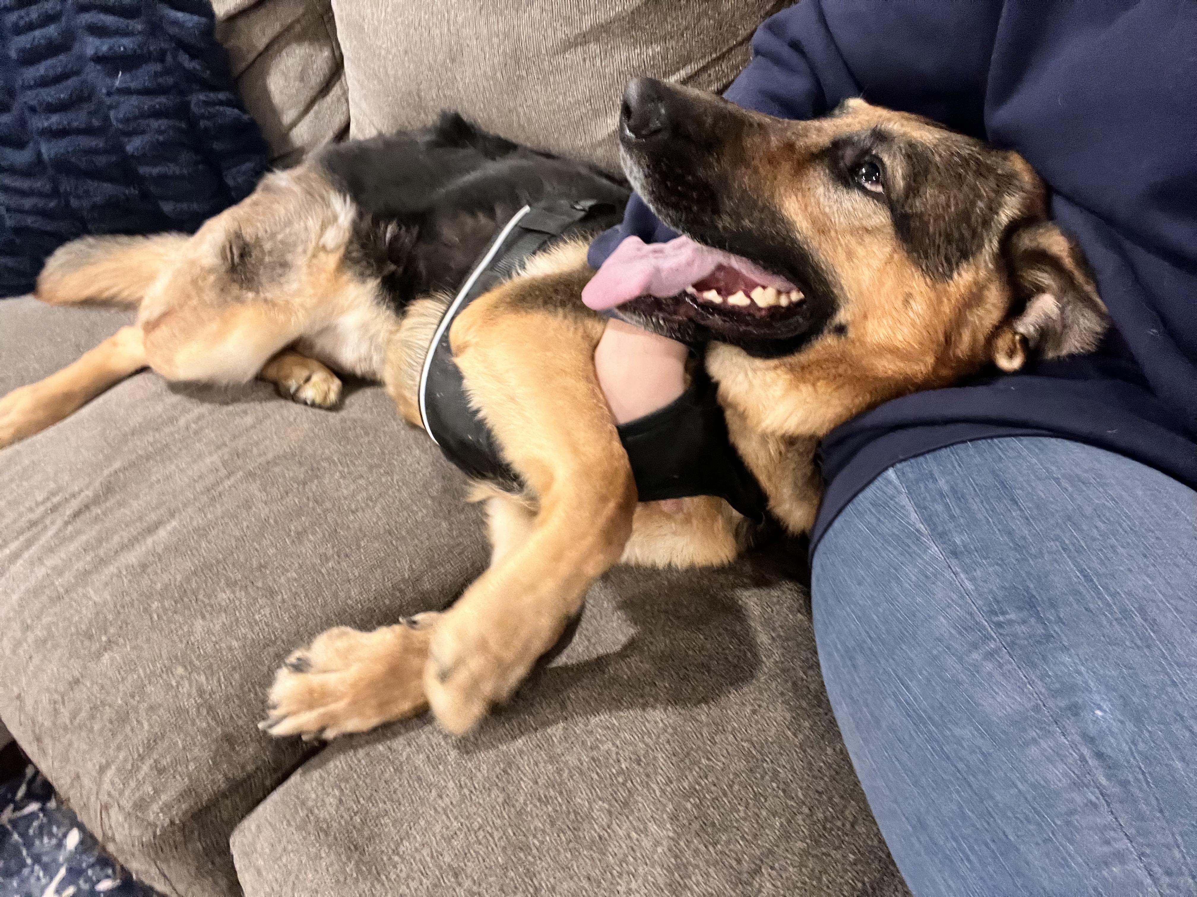 Enlarge Max, an adopted German Shepherd Dog in West hurley, NY image 3/4
