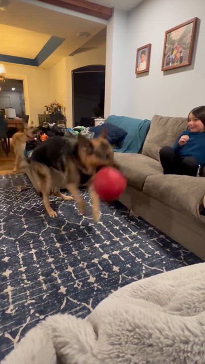 Enlarge Max, an adopted German Shepherd Dog in West hurley, NY video 4/4