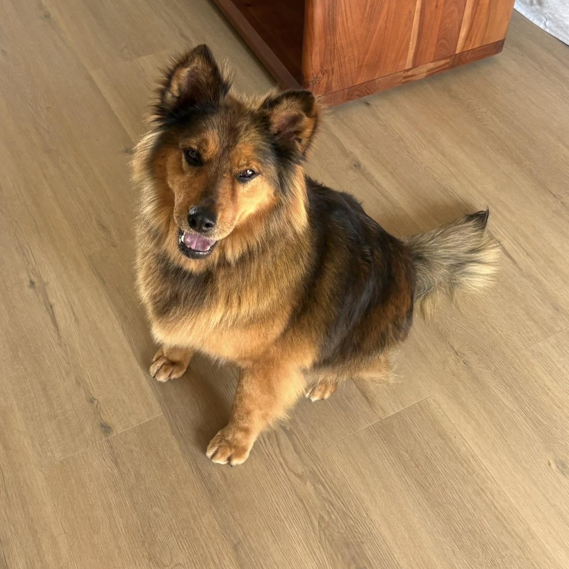 Enlarge Coco, a Adoptable mixed breed in San Diego, CA image 3/5