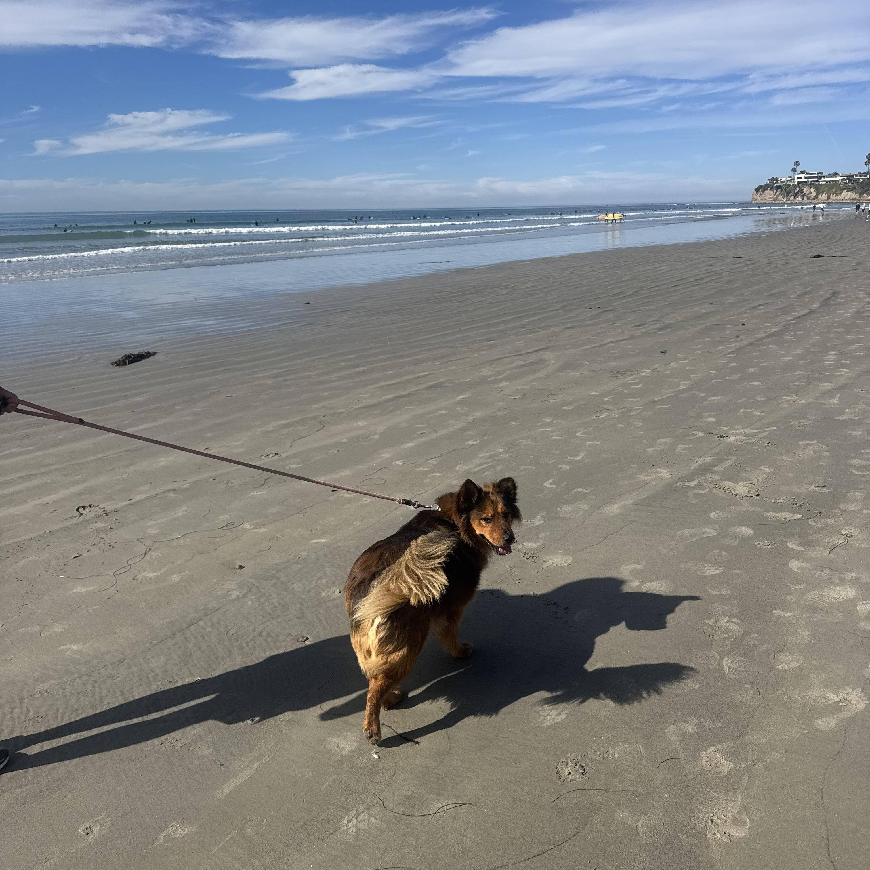 Enlarge Coco, a Adoptable mixed breed in San Diego, CA image 5/5