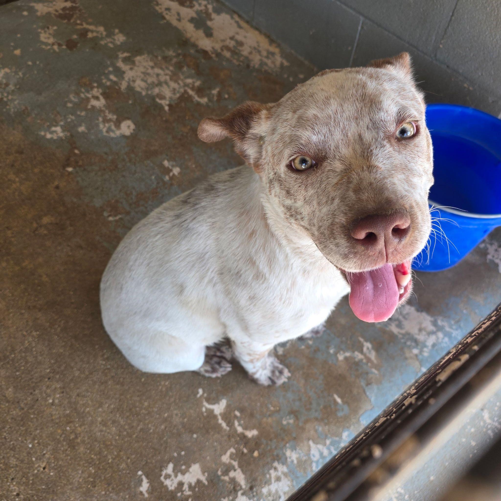 Enlarge Ringo, a ADOPTABLE mixed breed in Paramus, NJ image 3/6