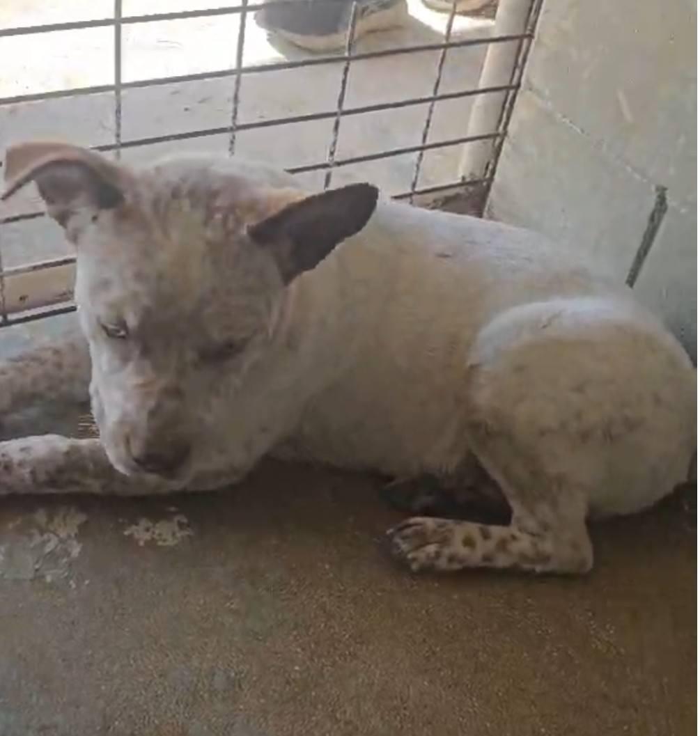 Enlarge Ringo, a ADOPTABLE mixed breed in Paramus, NJ image 2/6