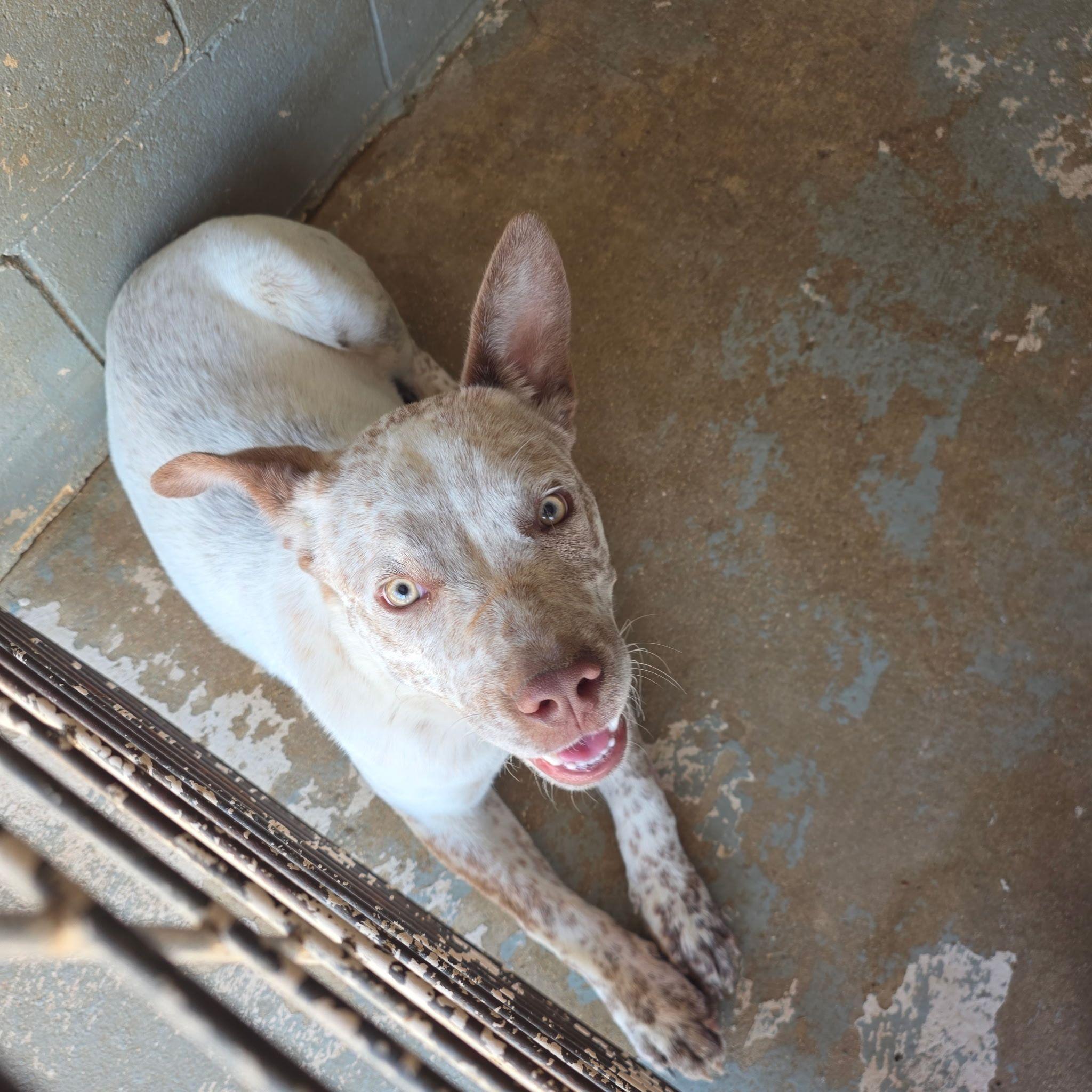 Enlarge Ringo, a ADOPTABLE mixed breed in Paramus, NJ image 5/6