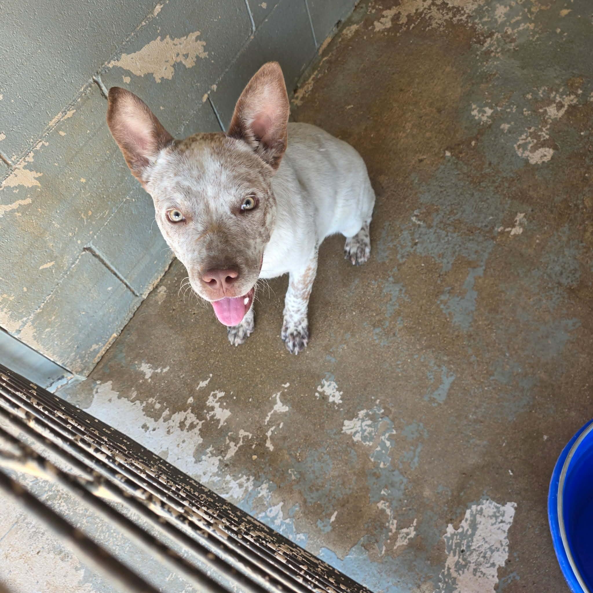 Enlarge Ringo, a ADOPTABLE mixed breed in Paramus, NJ image 4/6