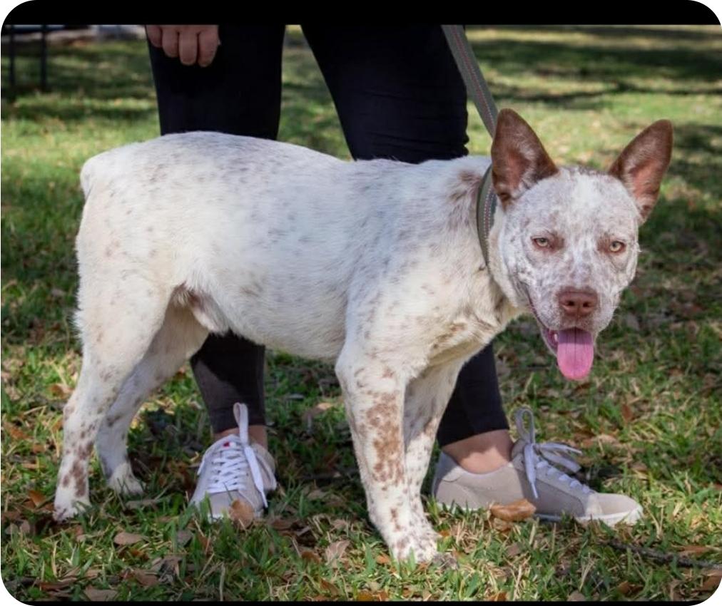 Enlarge Ringo, a ADOPTABLE mixed breed in Paramus, NJ image 1/6