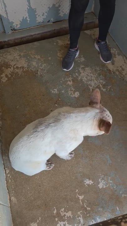 Enlarge Ringo, a ADOPTABLE mixed breed in Paramus, NJ video 6/6