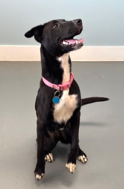 Delaney, ADOPTABLE, Young Female Mixed Breed.