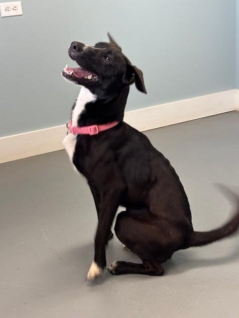 Enlarge Delaney, a ADOPTABLE Mixed Breed in Hawk Point, MO image 2/4