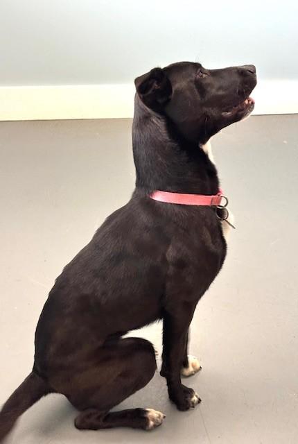 Enlarge Delaney, a ADOPTABLE Mixed Breed in Hawk Point, MO image 3/4