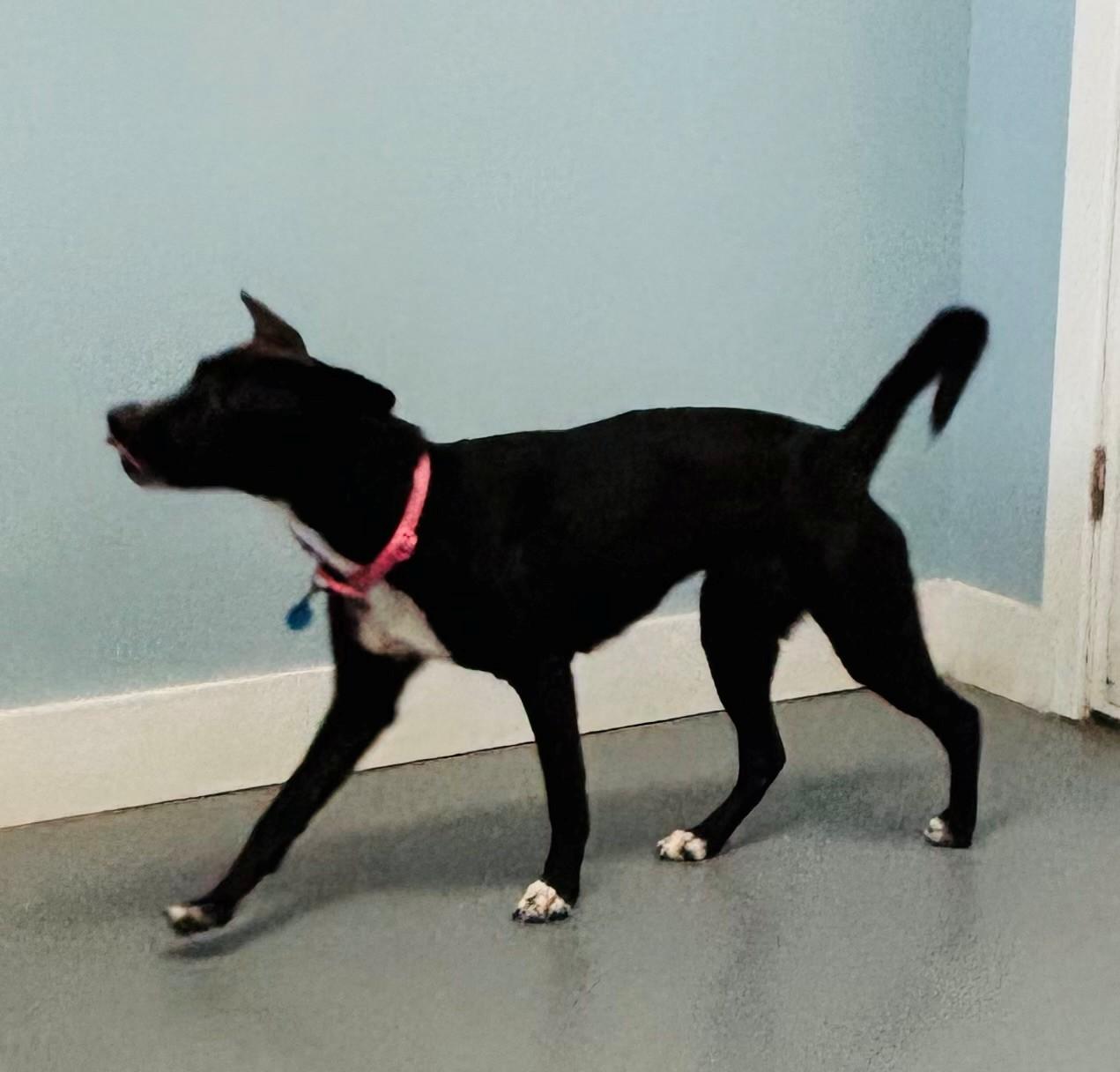 Enlarge Delaney, a ADOPTABLE Mixed Breed in Hawk Point, MO image 4/4