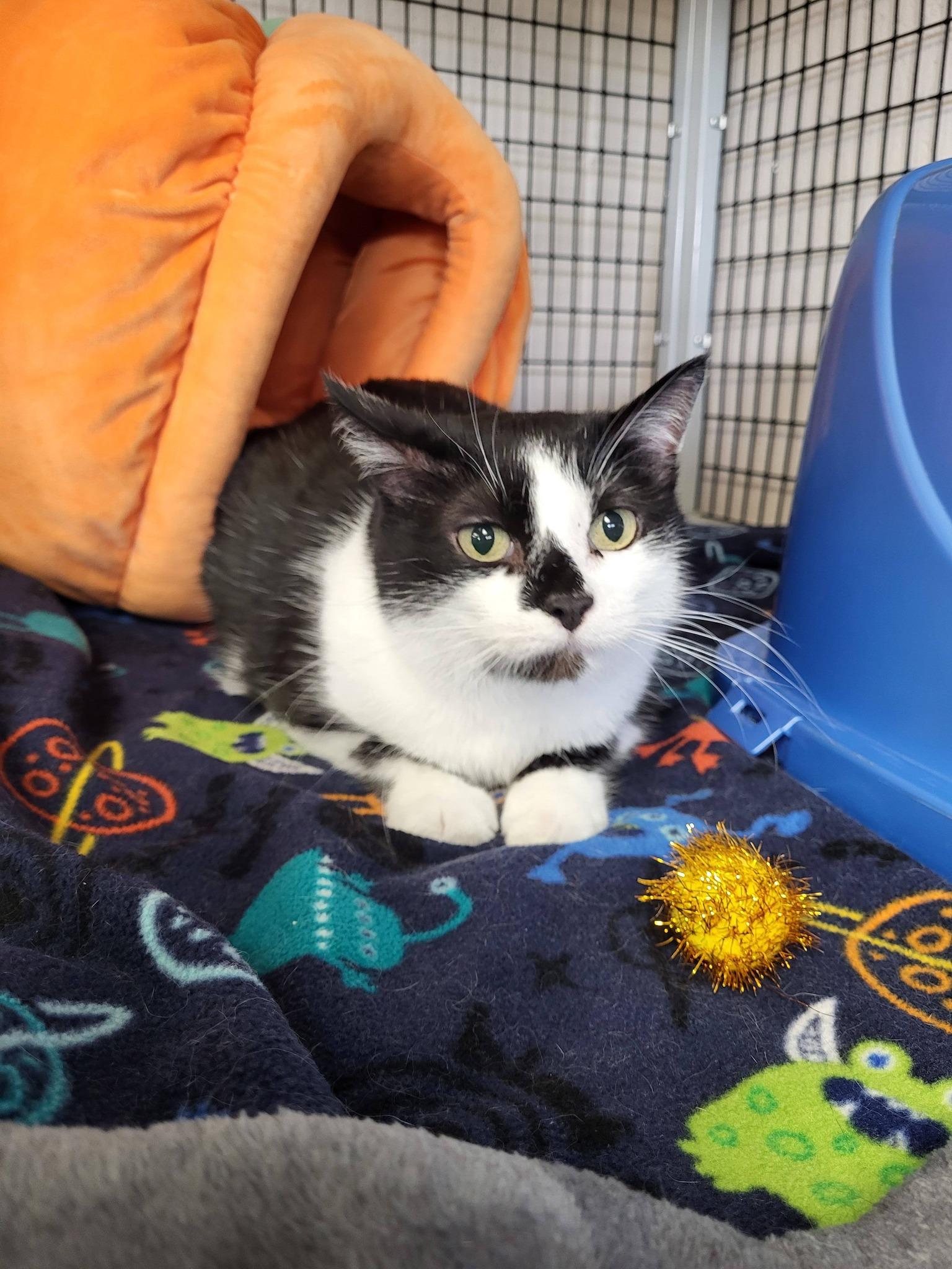 Enlarge MoMo, a ADOPTABLE Domestic Short Hair in Chilton, WI image 3/4