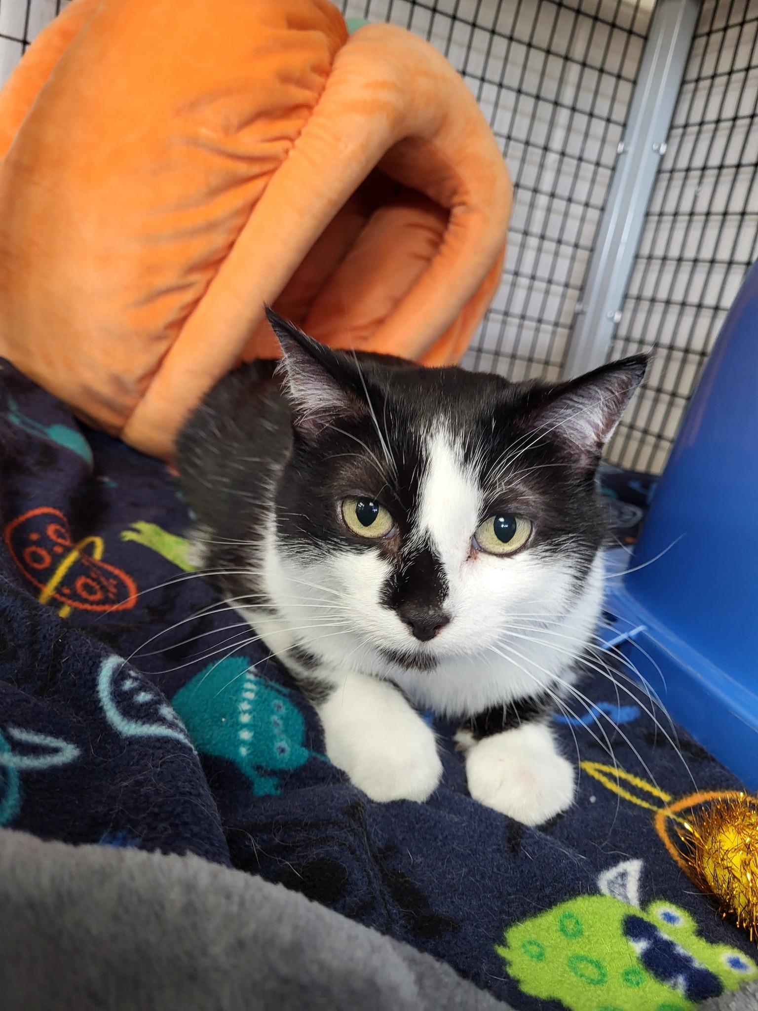 Enlarge MoMo, a ADOPTABLE Domestic Short Hair in Chilton, WI image 4/4