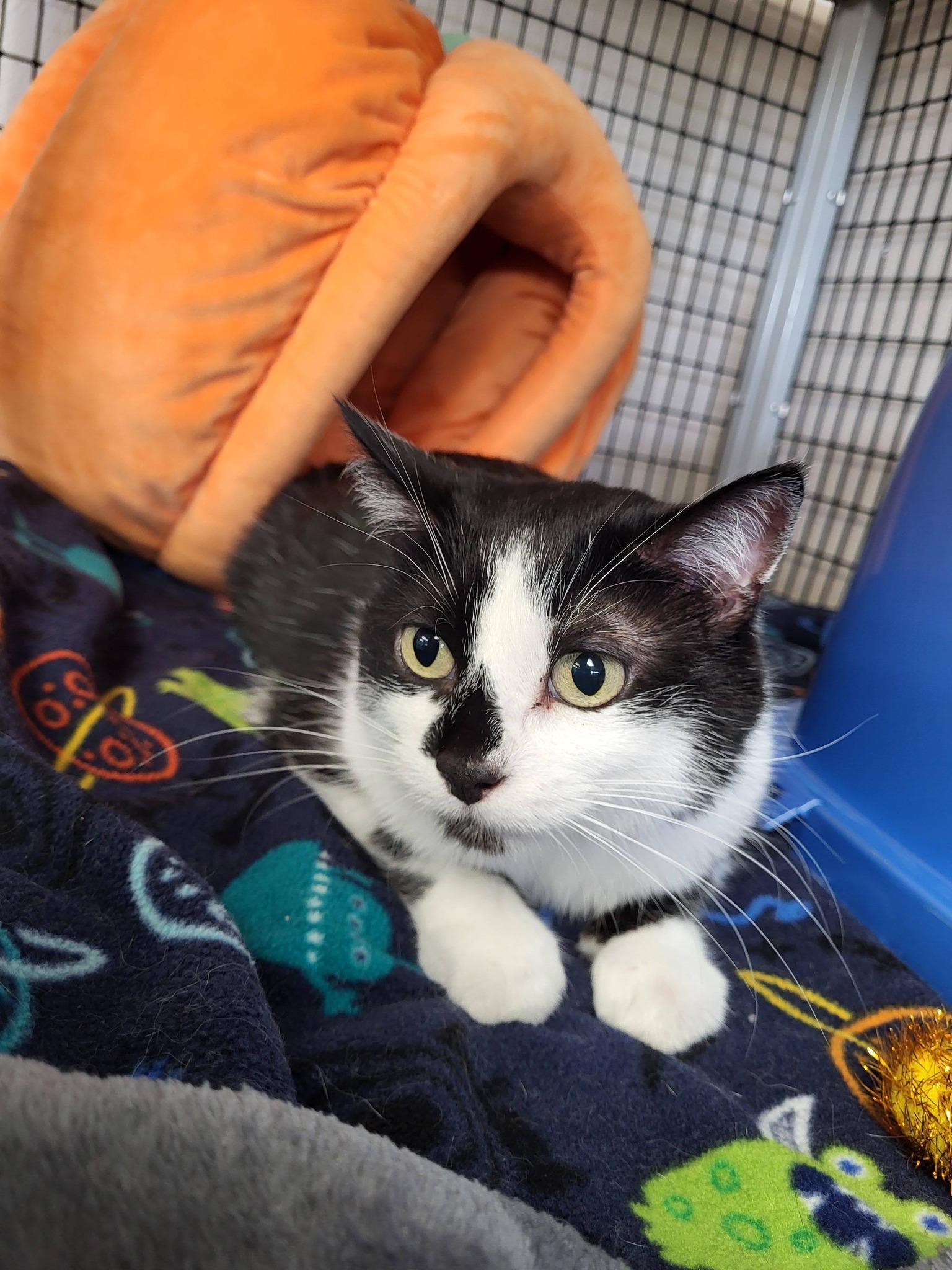 Enlarge MoMo, a ADOPTABLE Domestic Short Hair in Chilton, WI image 2/4