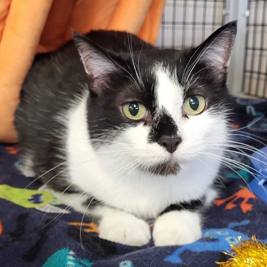 MoMo, ADOPTABLE, Adult Female Domestic Short Hair.