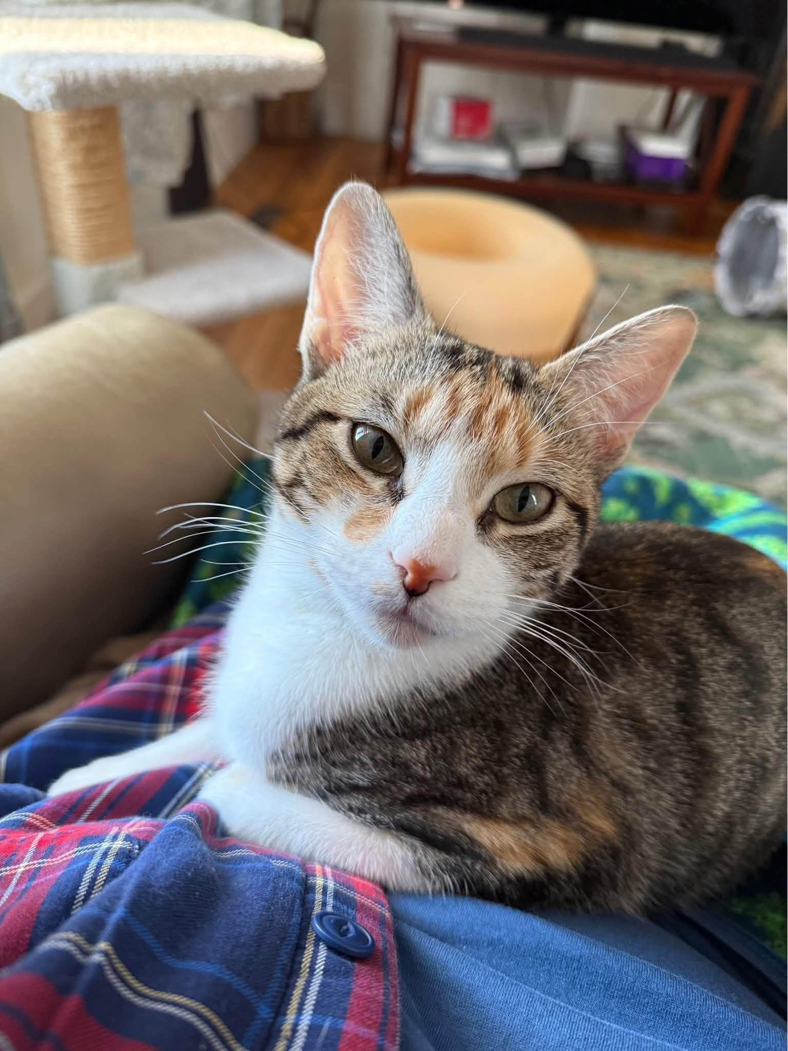 Noel, Adoptable, Young Female Domestic Short Hair.