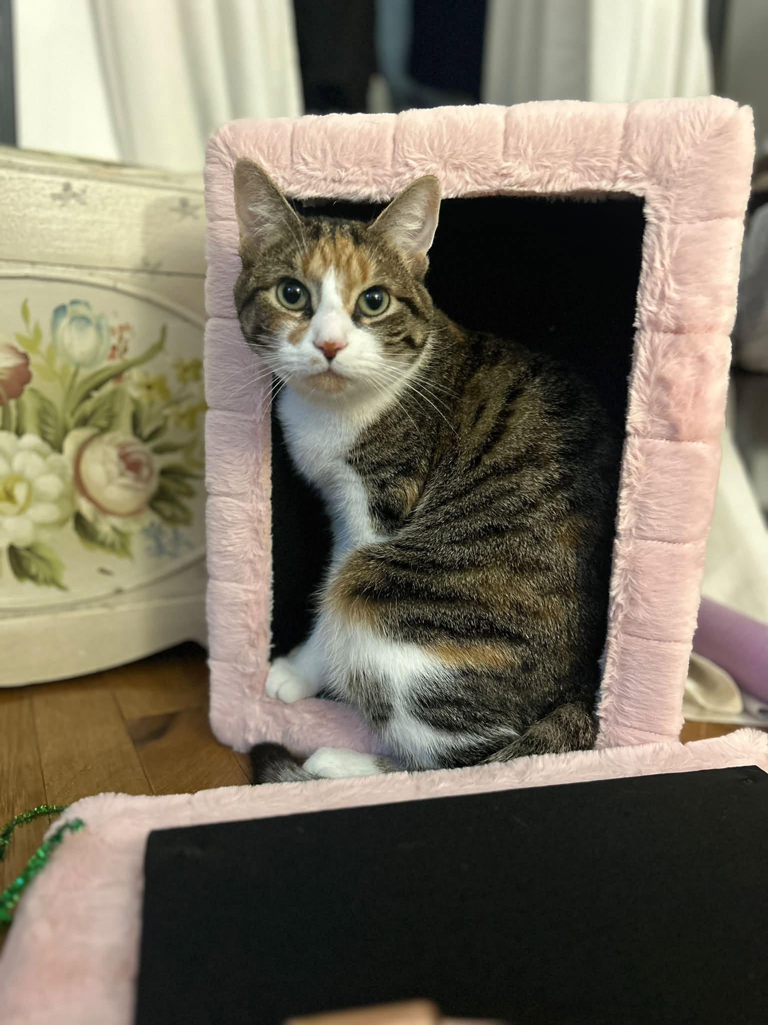 Enlarge Noel, a Adoptable Domestic Short Hair in Enfield, CT image 2/5