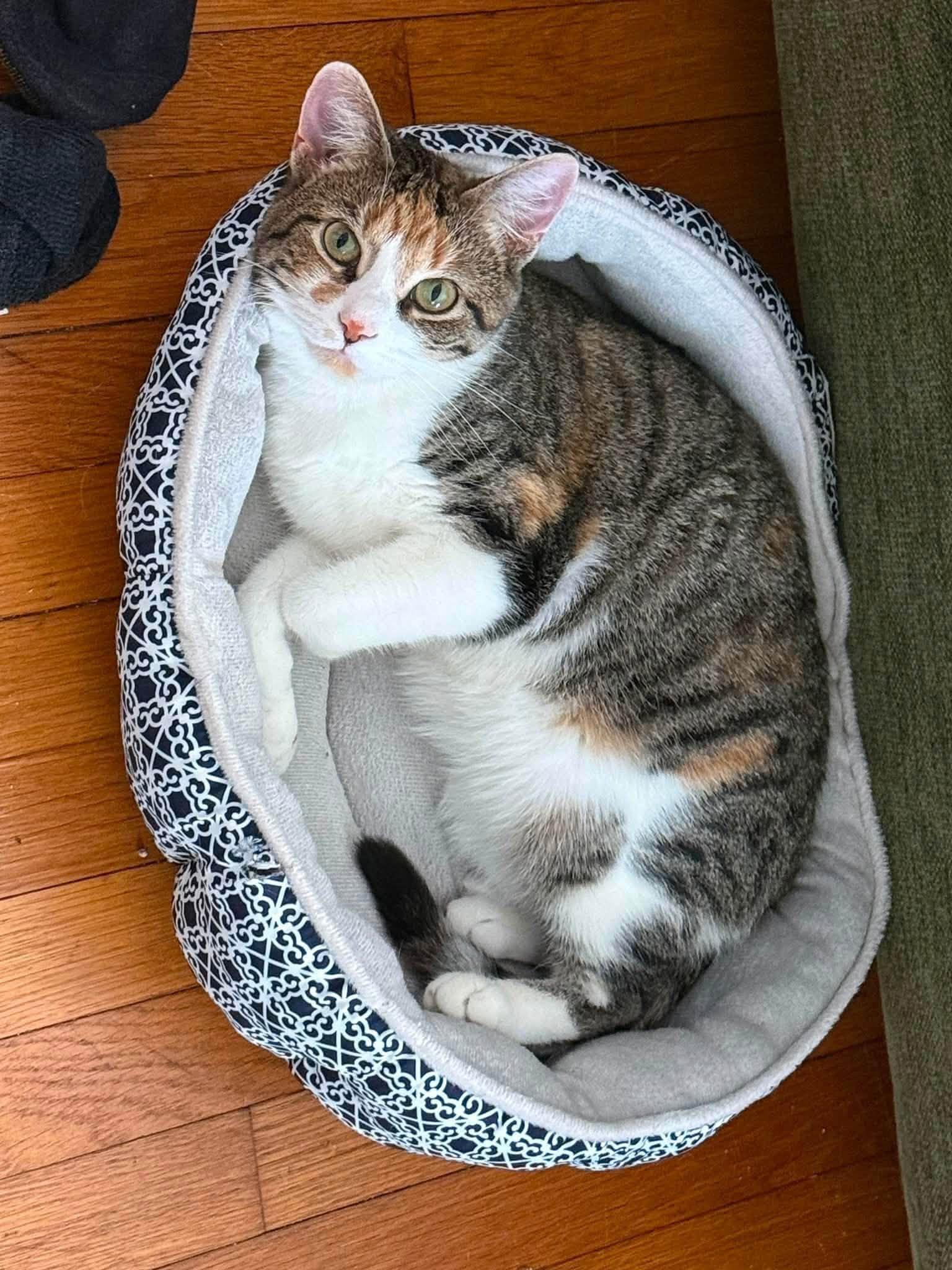 Noel, a Adoptable Domestic Short Hair in Enfield, CT image 3/4
