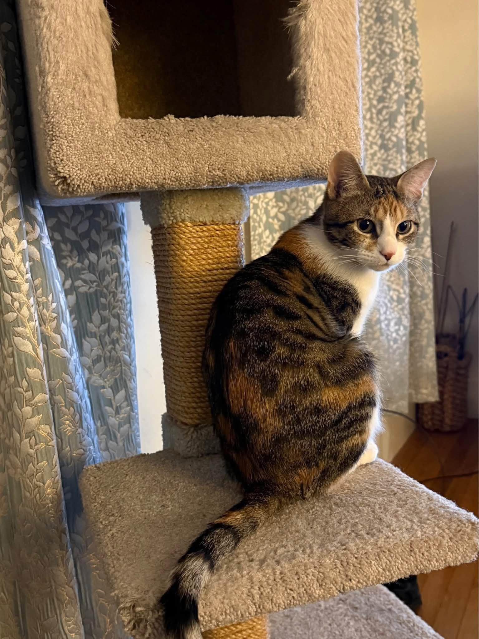 Noel, a Adoptable Domestic Short Hair in Enfield, CT image 4/4