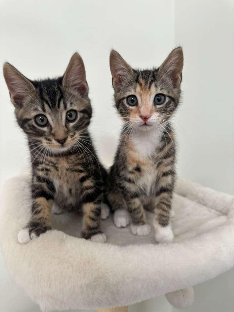 Enlarge Hudson (bonded w/ Megan), a Adoptable Domestic Short Hair in Lawrenceville, GA image 4/6