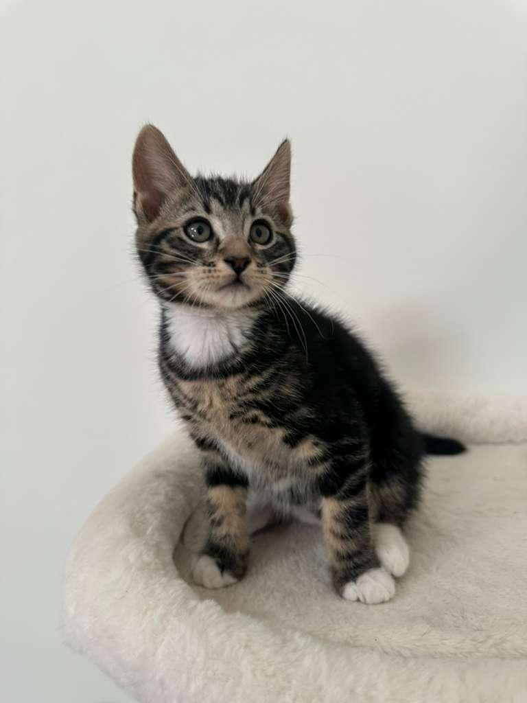 Enlarge Hudson (bonded w/ Megan), a Adoptable Domestic Short Hair in Lawrenceville, GA image 6/6