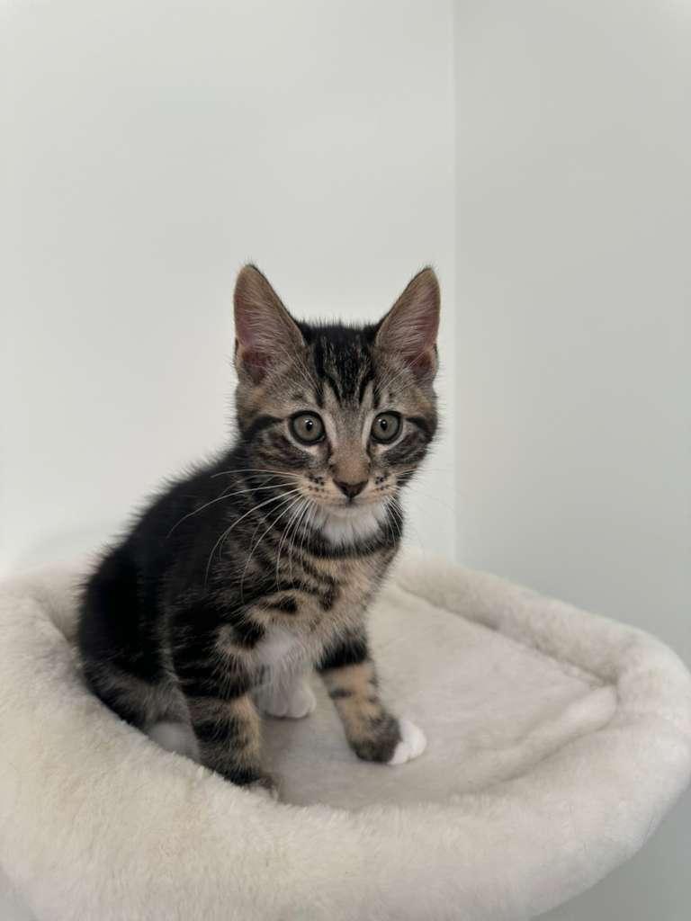 Enlarge Hudson (bonded w/ Megan), a Adoptable Domestic Short Hair in Lawrenceville, GA image 5/6