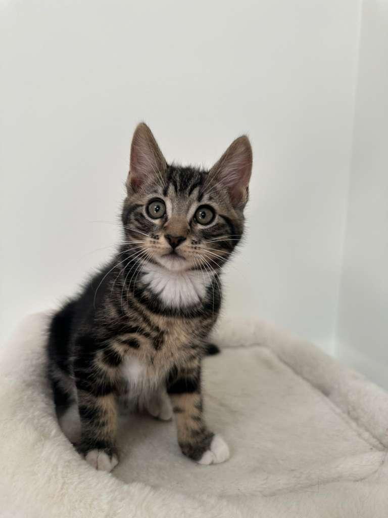 Enlarge Hudson (bonded w/ Megan), a Adoptable Domestic Short Hair in Lawrenceville, GA image 2/6