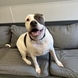 Enlarge Coraline, a ADOPTABLE mixed breed in Lansing, MI image 2/5