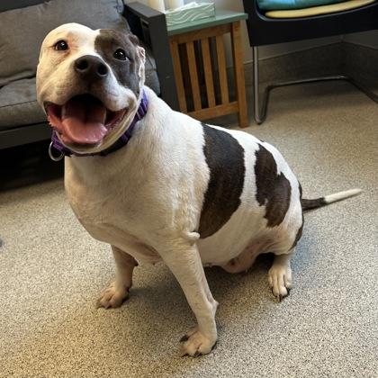 Enlarge Coraline, a ADOPTABLE mixed breed in Lansing, MI image 3/5