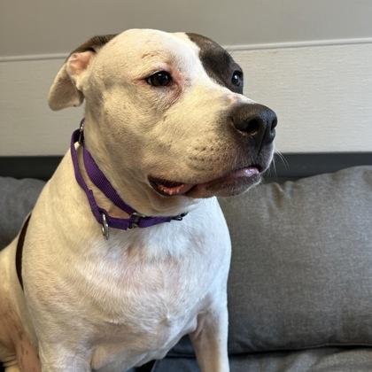 Enlarge Coraline, a ADOPTABLE mixed breed in Lansing, MI image 4/5