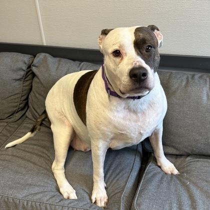 Enlarge Coraline, a ADOPTABLE mixed breed in Lansing, MI image 5/5
