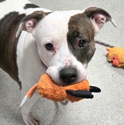 Coraline, ADOPTABLE, Adult Female Mixed Breed.