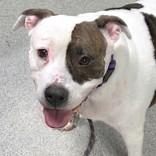 Enlarge Coraline, a ADOPTABLE mixed breed in Lansing, MI image 5/6