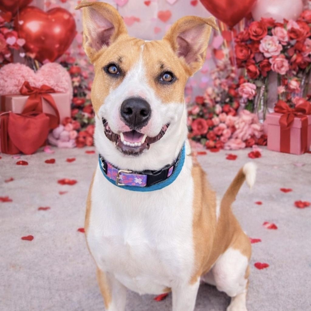 Enlarge *Alora, a Adoptable mixed breed in Justin, TX image 2/6