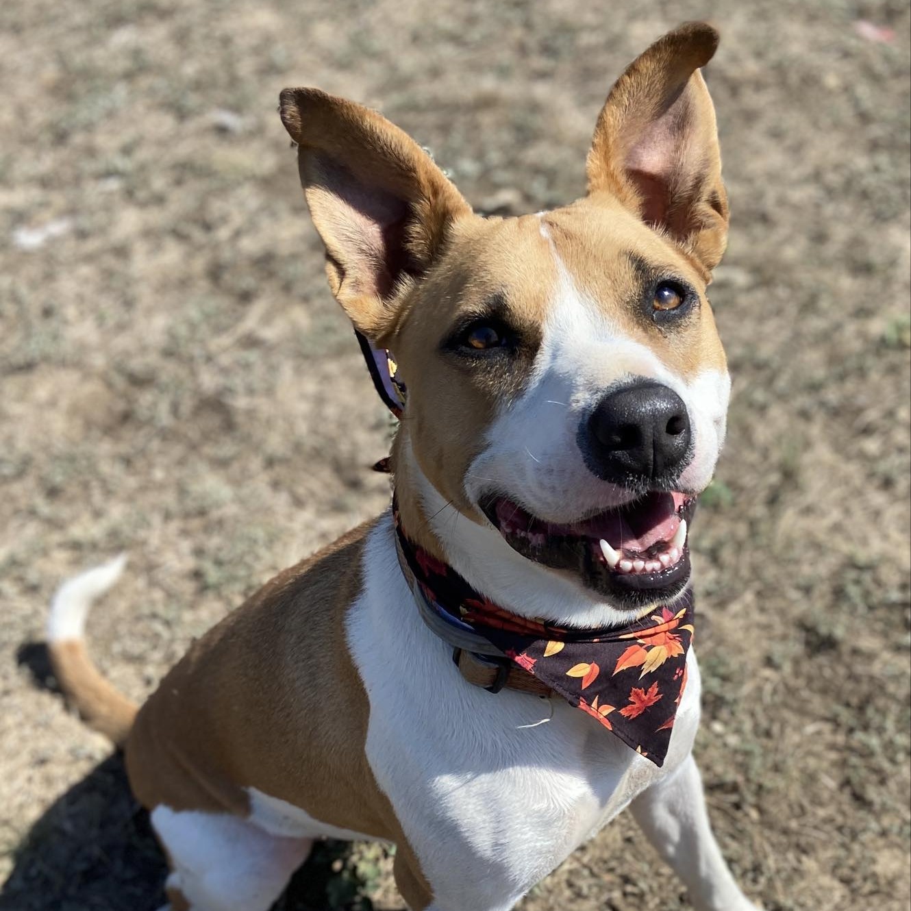 Enlarge *Alora, a Adoptable mixed breed in Justin, TX image 5/6