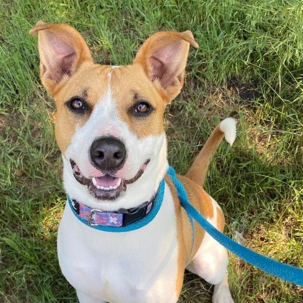 Enlarge *Alora, a Adoptable mixed breed in Justin, TX image 1/6
