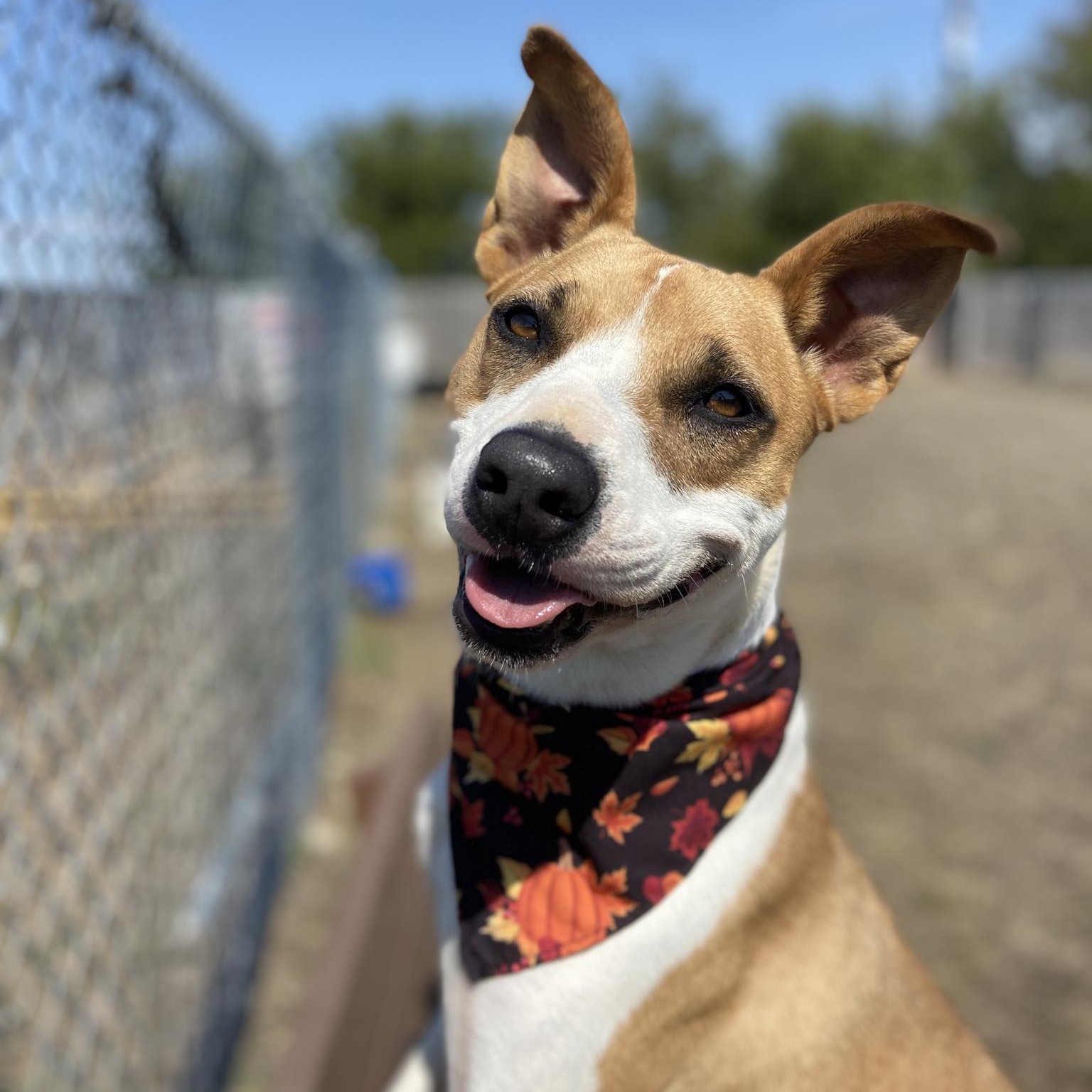 Enlarge *Alora, a Adoptable mixed breed in Justin, TX image 6/6
