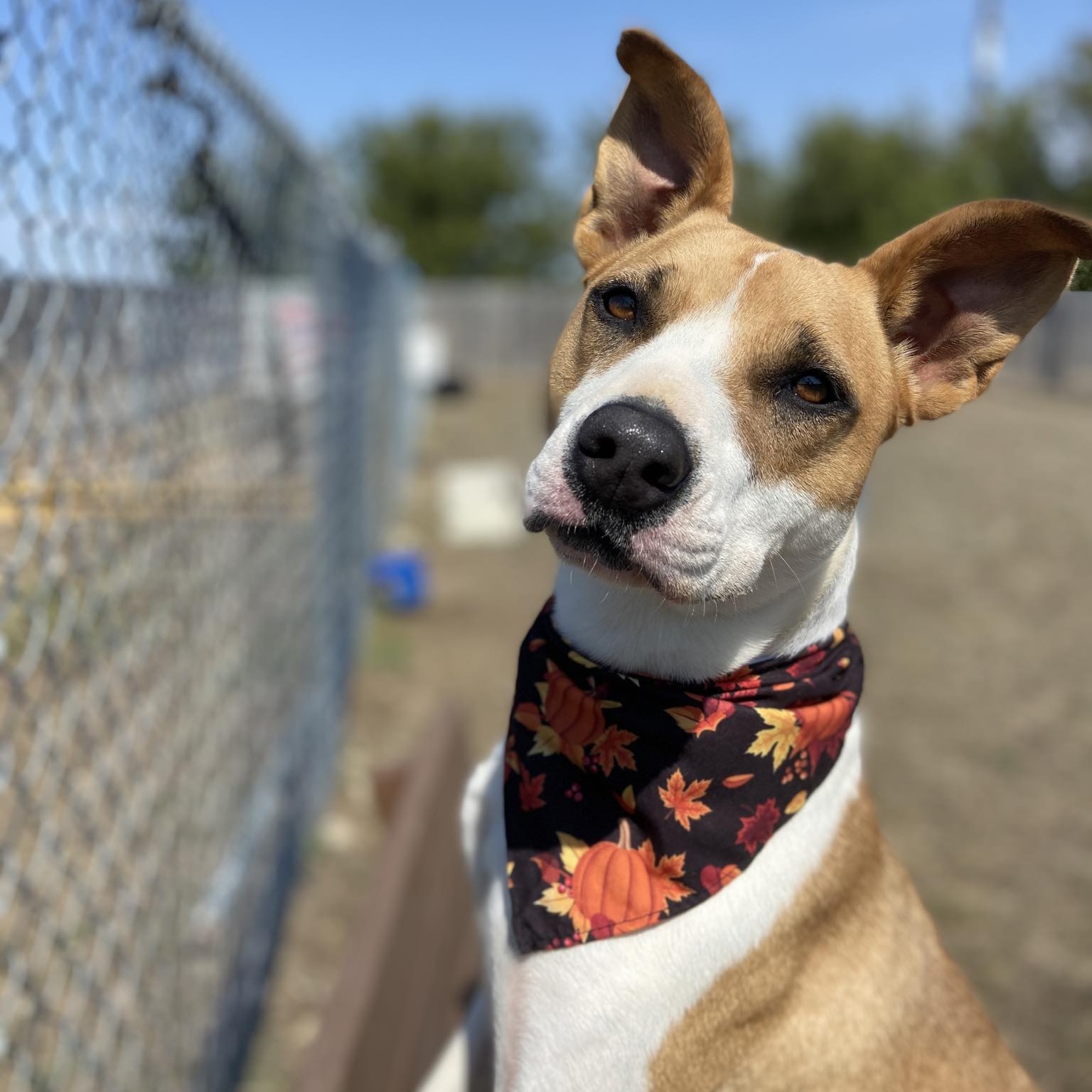 Enlarge *Alora, a Adoptable mixed breed in Justin, TX image 4/6