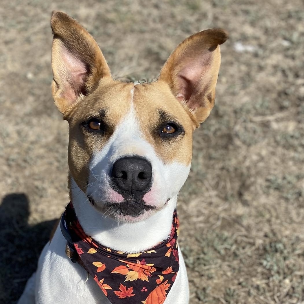 Enlarge *Alora, a Adoptable mixed breed in Justin, TX image 3/6
