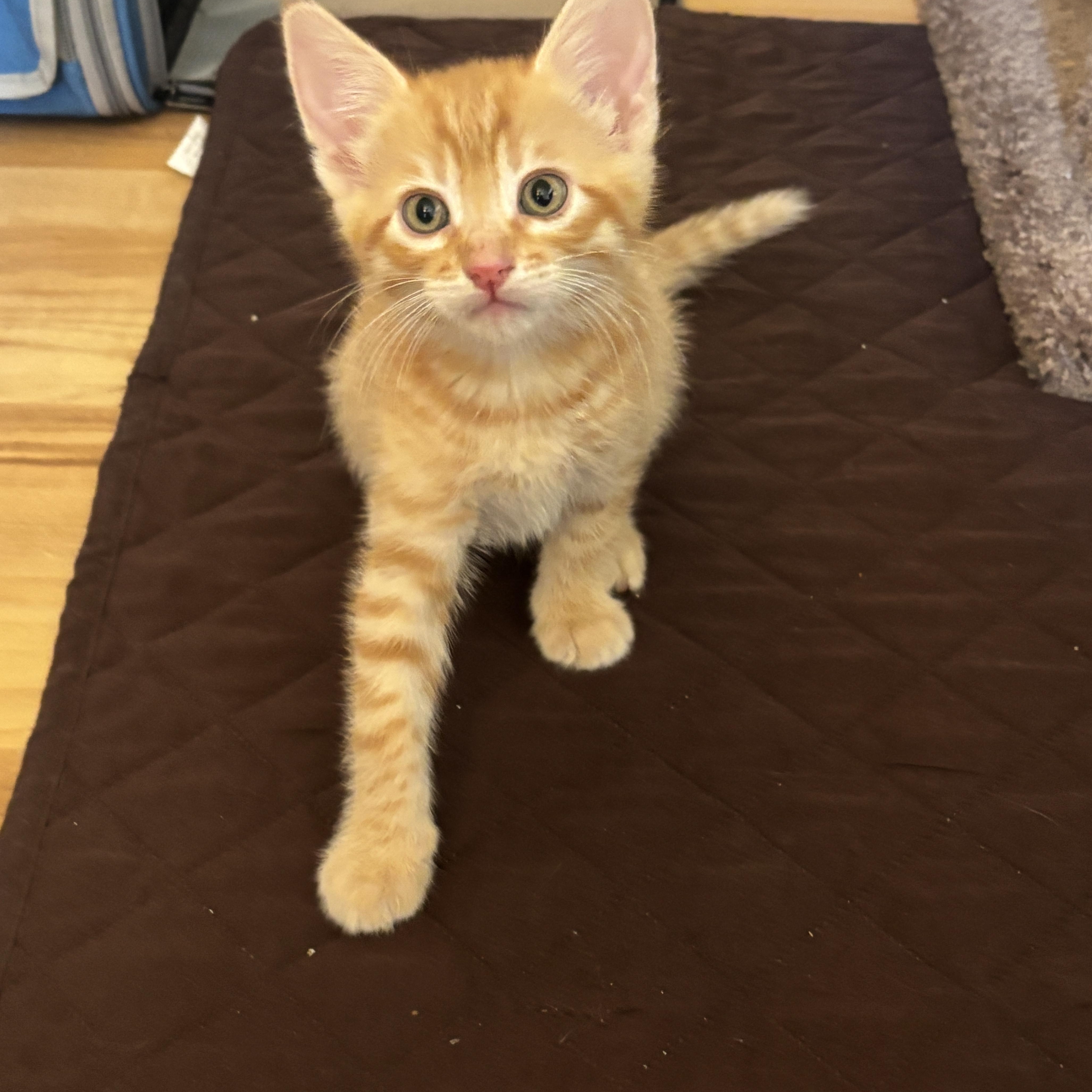 Tom, an adopted Domestic Short Hair in Pinole, CA image 3/4