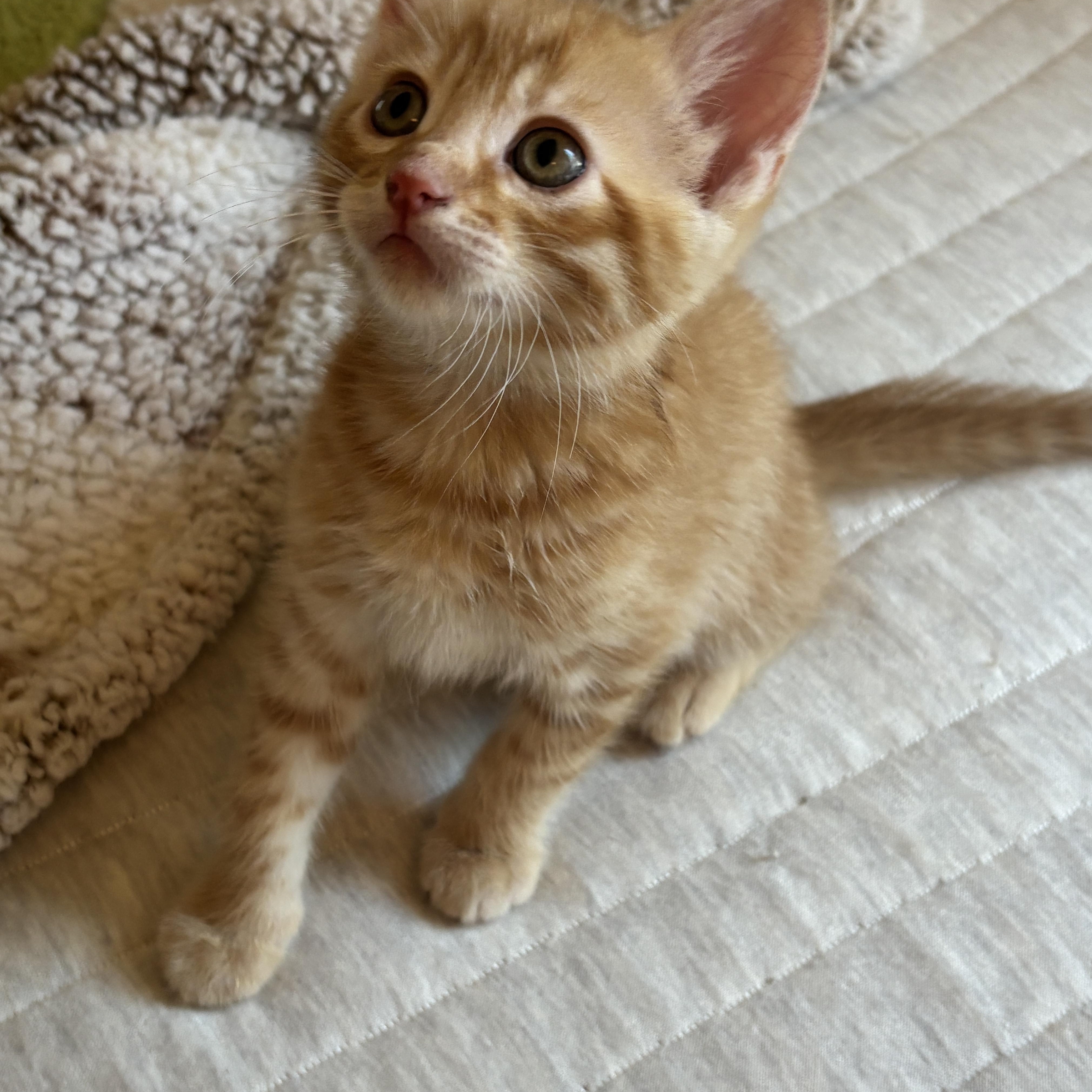 Tom, adopted, Kitten Male Domestic Short Hair.