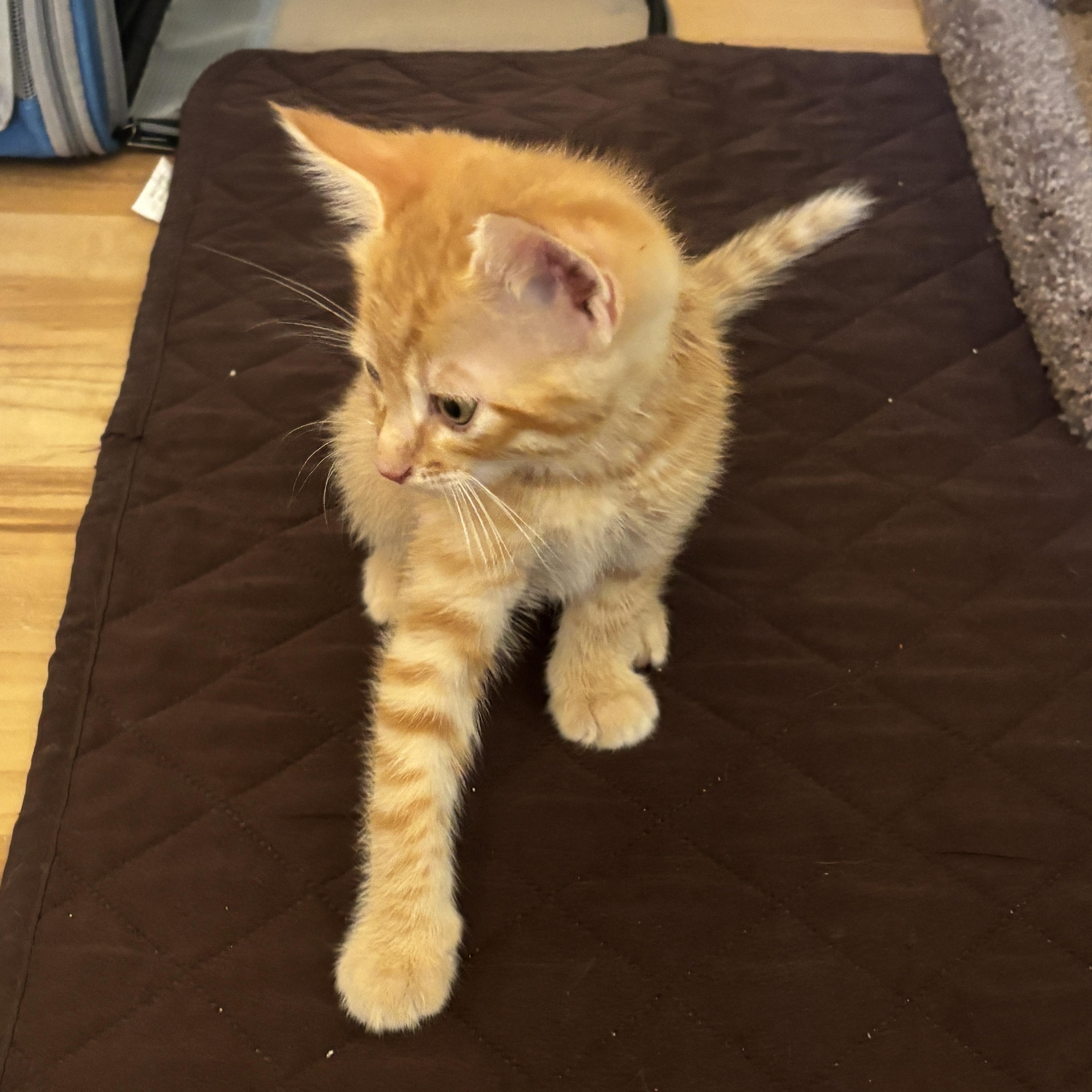 Tom, an adopted Domestic Short Hair in Pinole, CA image 4/4