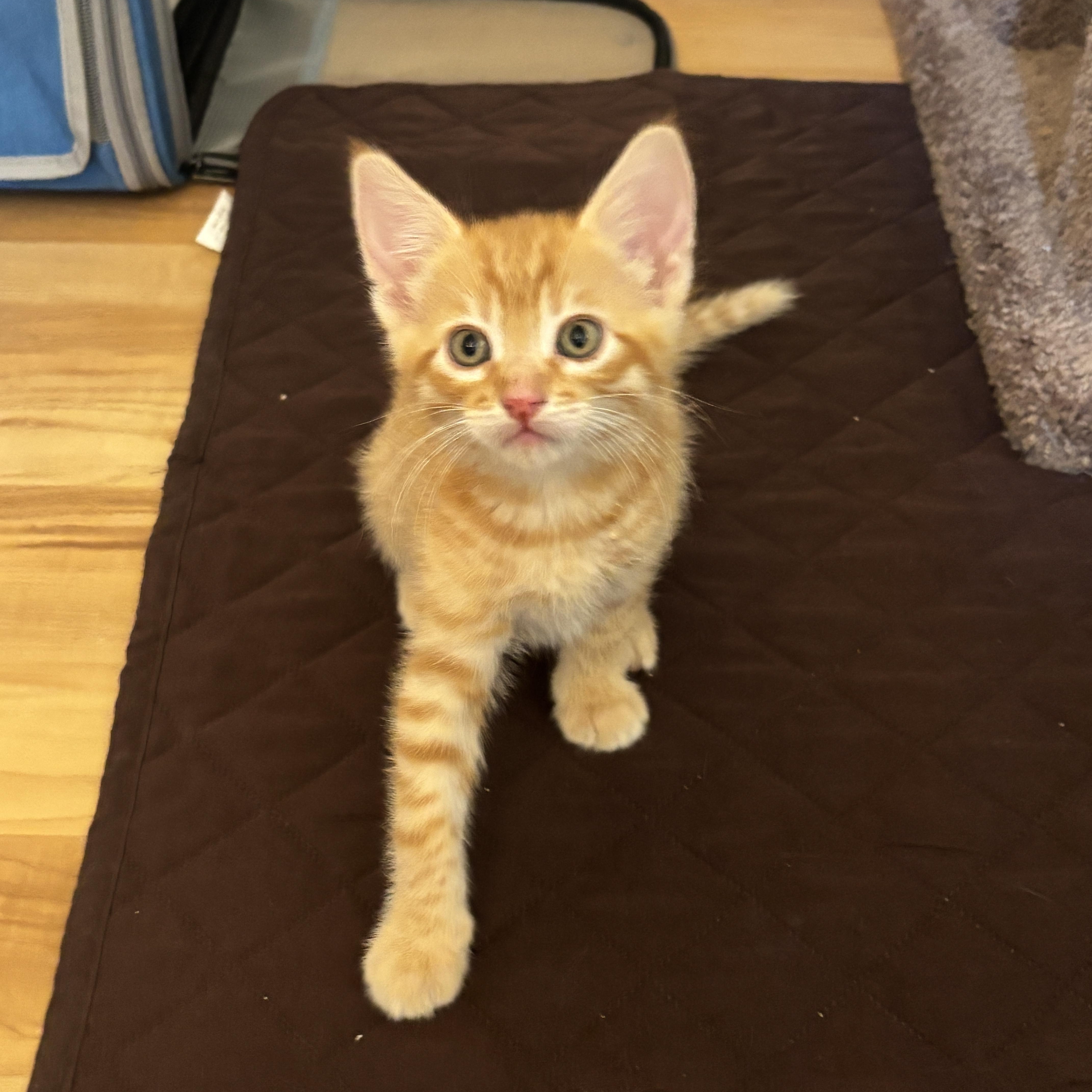 Tom, an adopted Domestic Short Hair in Pinole, CA image 2/4