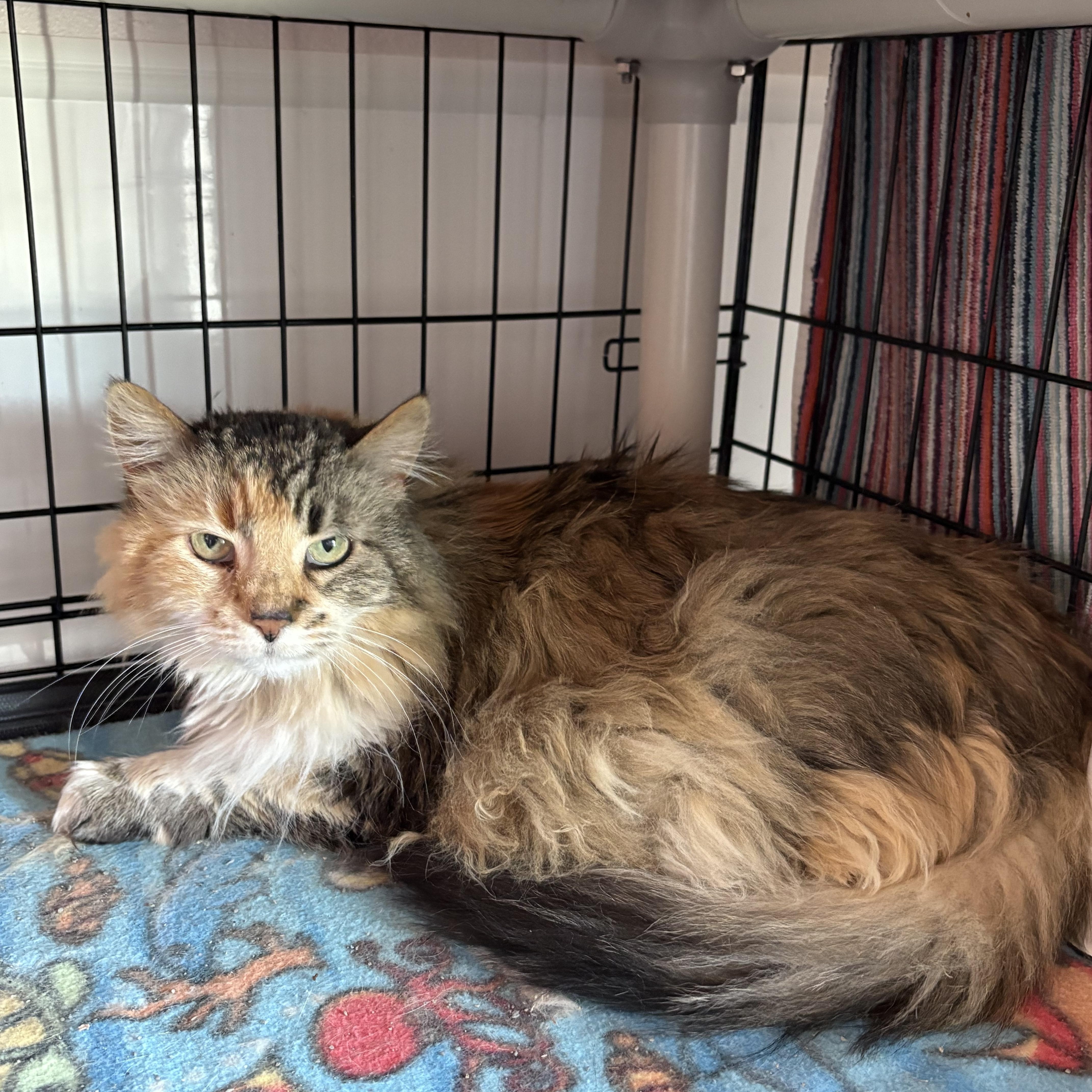 Enlarge Furby, a ADOPTABLE Domestic Short Hair in Black River Falls, WI image 1/1