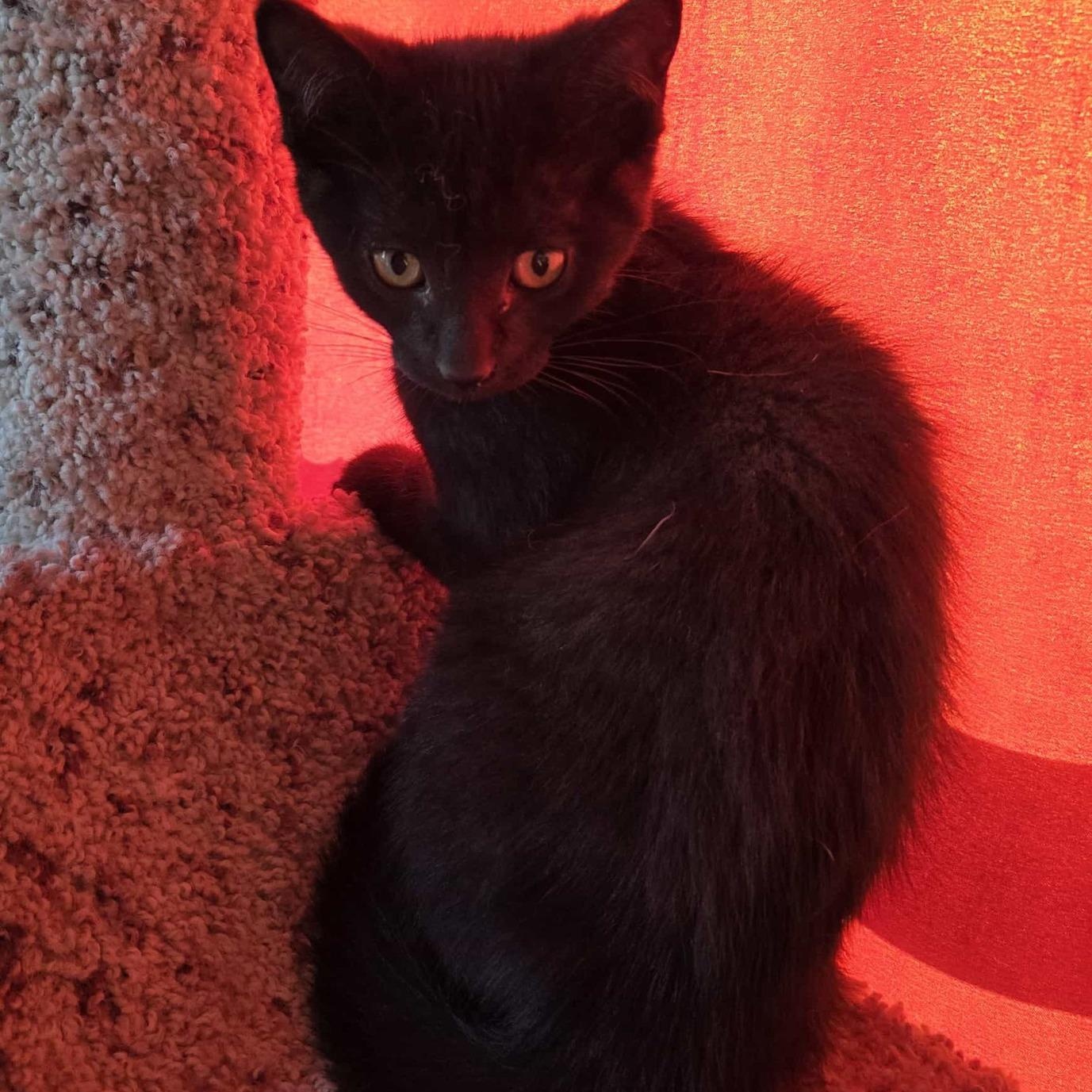 Mary - A Gentle Girl with a Big Heart!, a Adoptable Domestic Short Hair in Hamilton, ON image 2/3