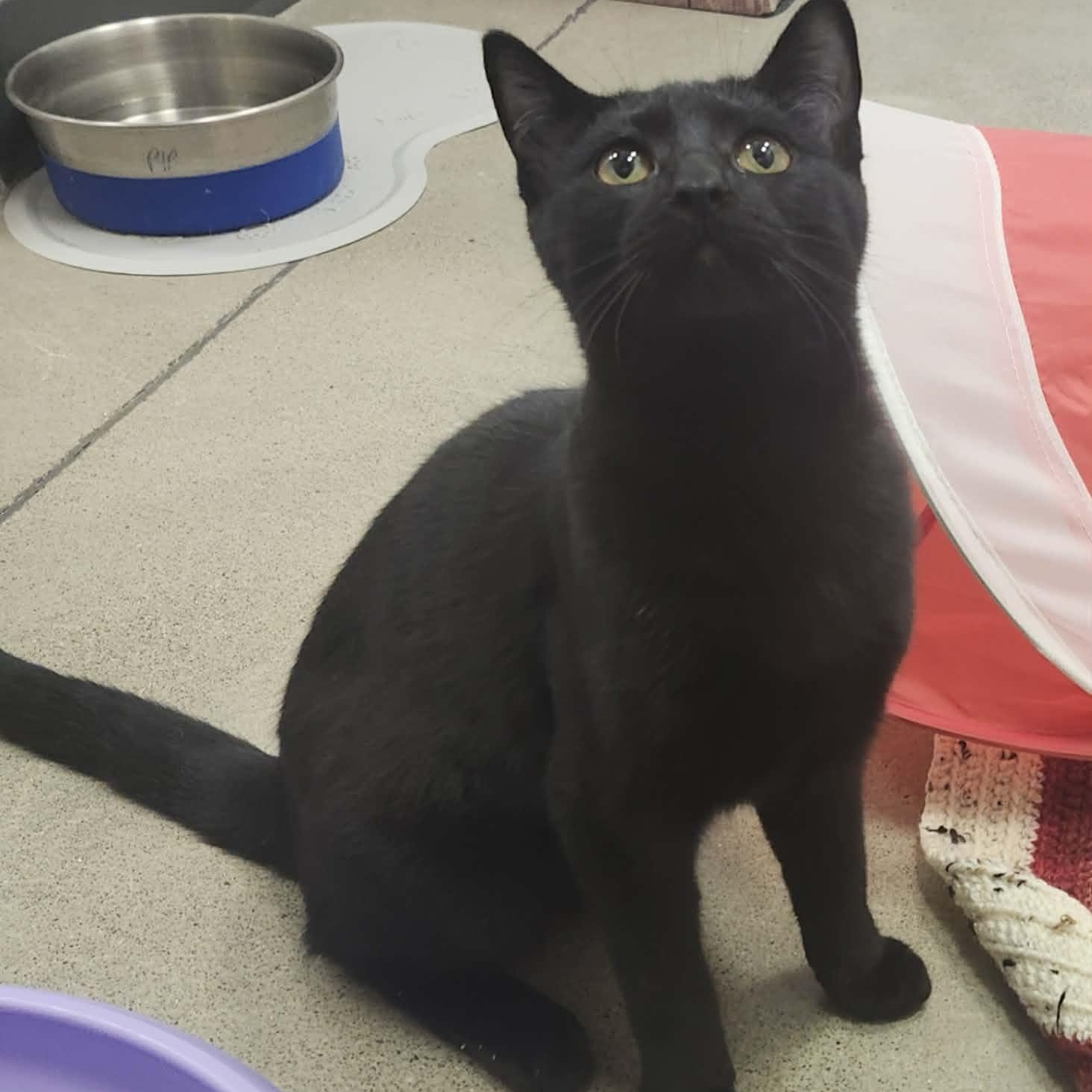 Enlarge Mary - A Gentle Loving Girl!, an adopted Domestic Short Hair in Hamilton, ON image 2/5