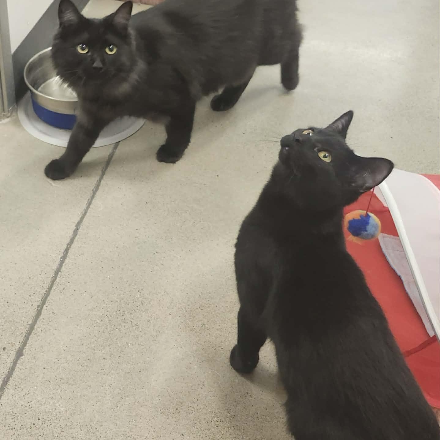 Enlarge Mary - A Gentle Loving Girl!, an adopted Domestic Short Hair in Hamilton, ON image 4/5