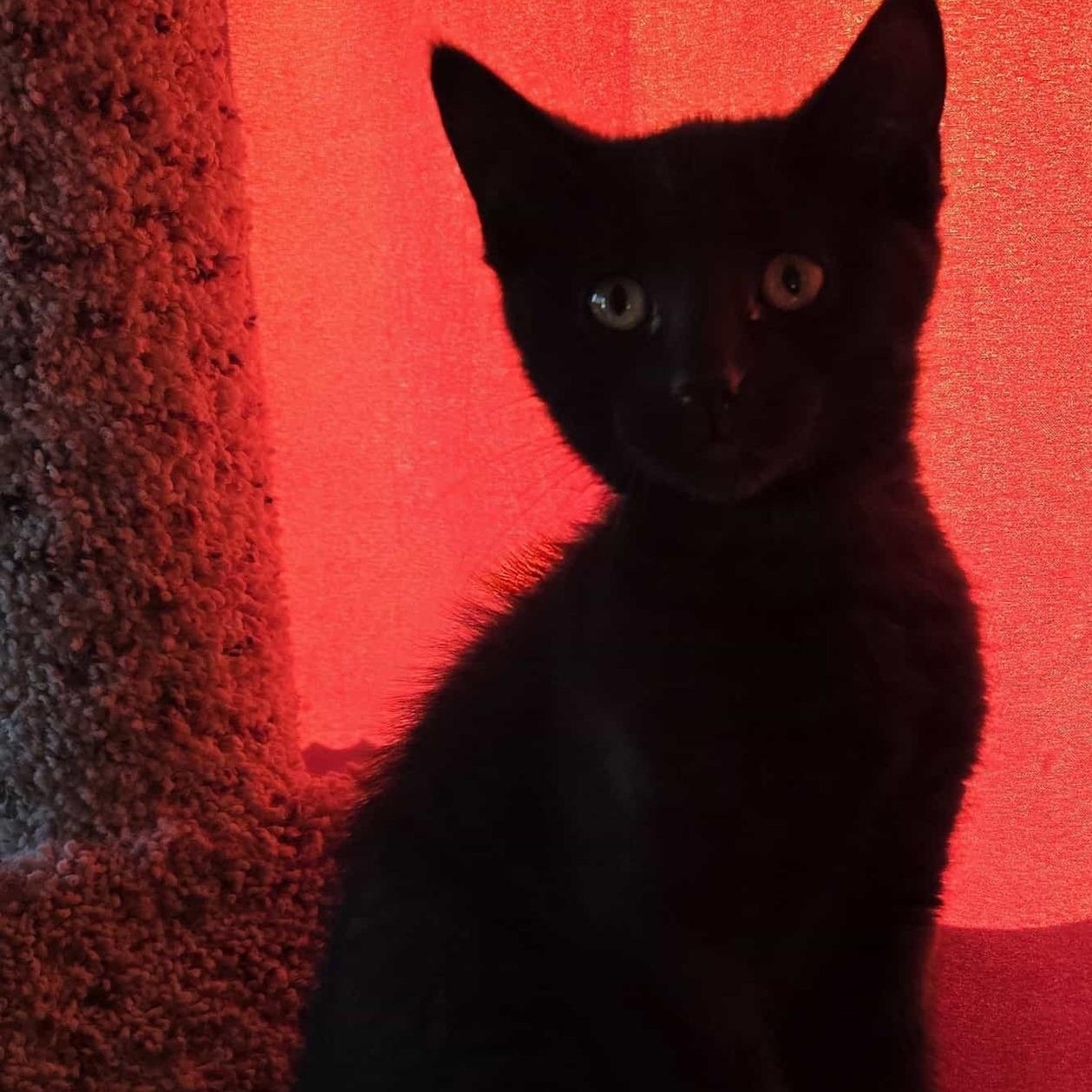 Mary - A Gentle Girl with a Big Heart!, a Adoptable Domestic Short Hair in Hamilton, ON image 3/3