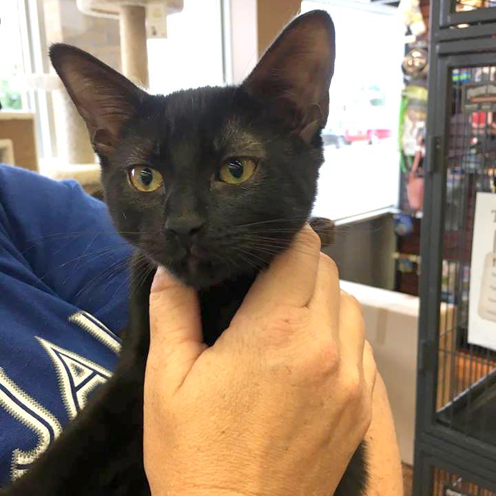 Mary - A Gentle Girl with a Big Heart!, Adoptable, Kitten Female Domestic Short Hair.